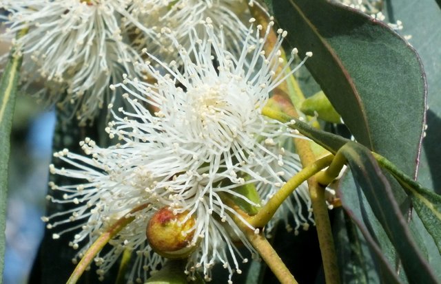 x078-Eucalyptus.jpg