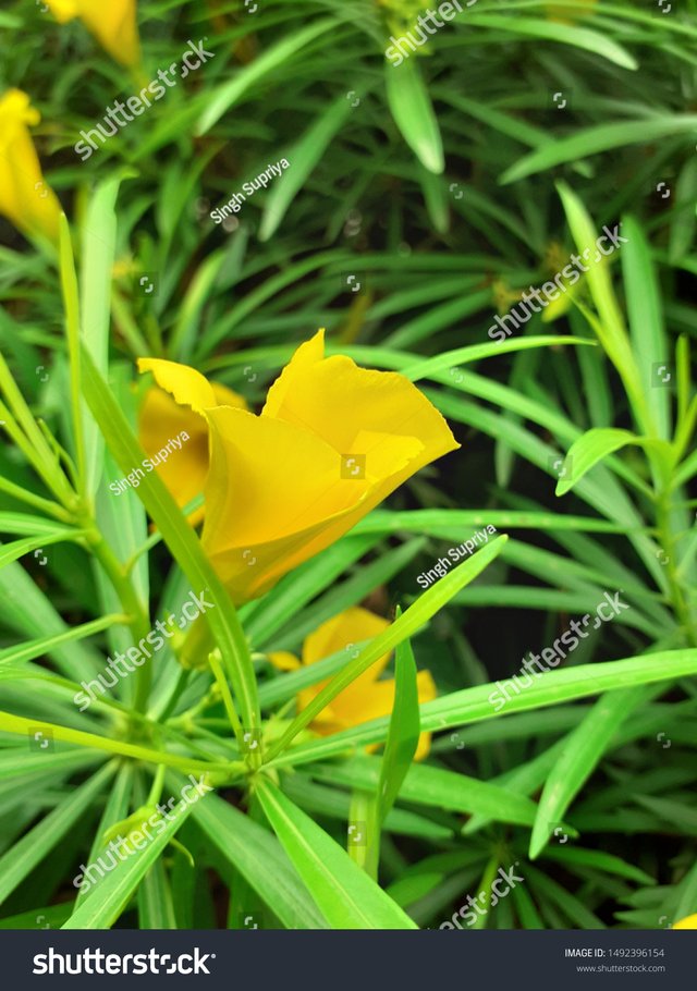 stock-photo-oleander-flower-beautiful-flower-blossom-1492396154.jpg