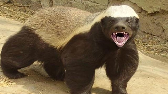 honey-badger.jpg