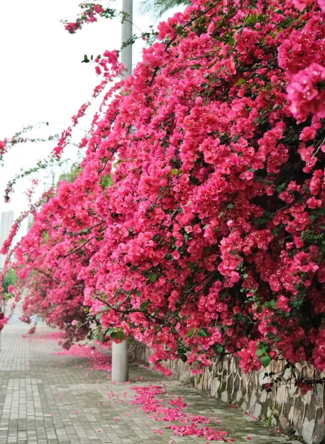 1000g0082crj9a1kgu06049svs3b9ir9t7hilk2g!nd_dft_wlteh_webp_3.webp