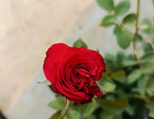 1000049740.jpg