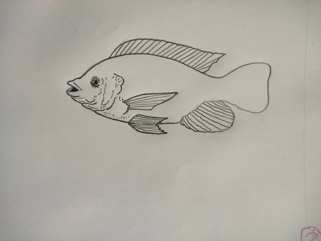 Drawing Tutorial: Draw a beautiful hilsa fish using pencil. — Steemit