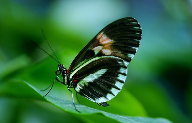 papilio-44882.jpg