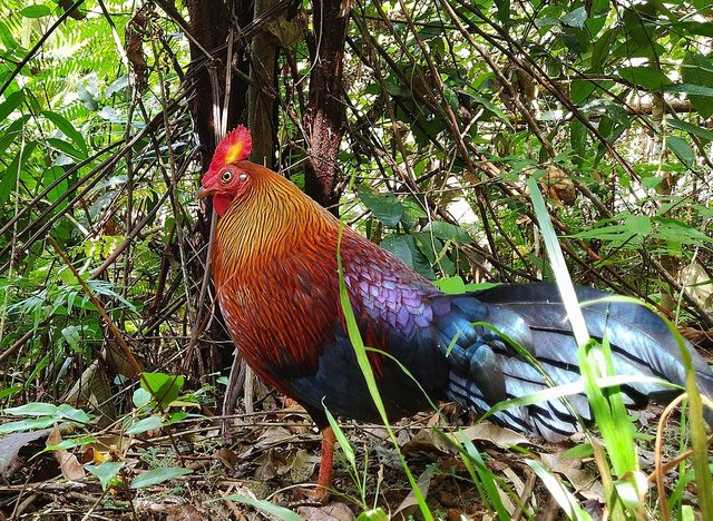 Sri_lankan_Junglefowl.jpg