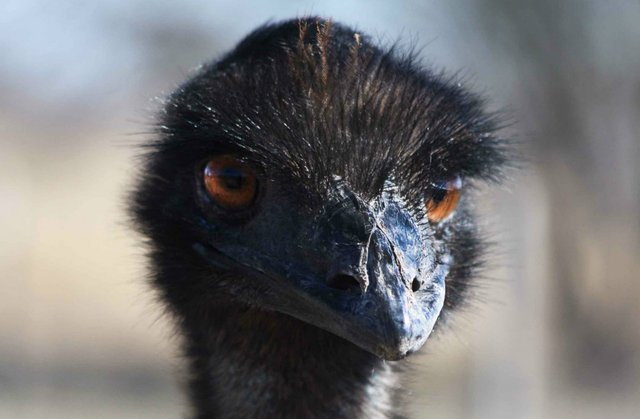 Ostrich_Angry.jpg