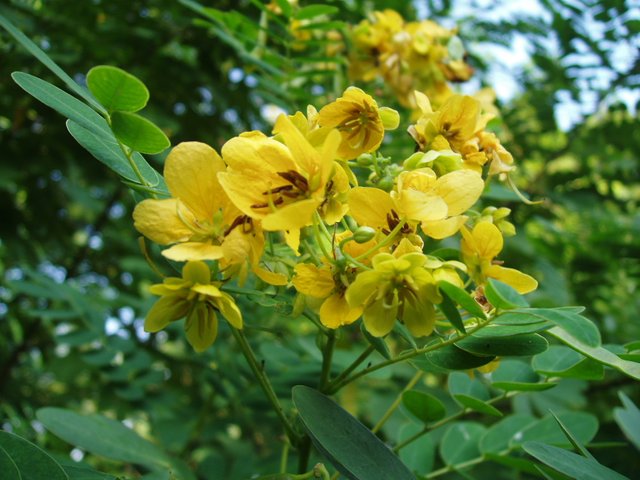Queen Sirikit Park - flower