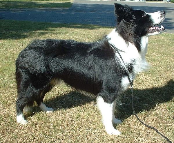 Border_Collie_600.jpg