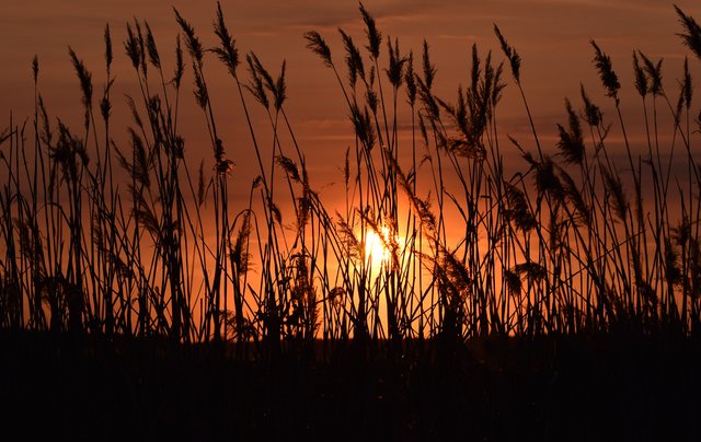 sunset grass tracks 2.jpg