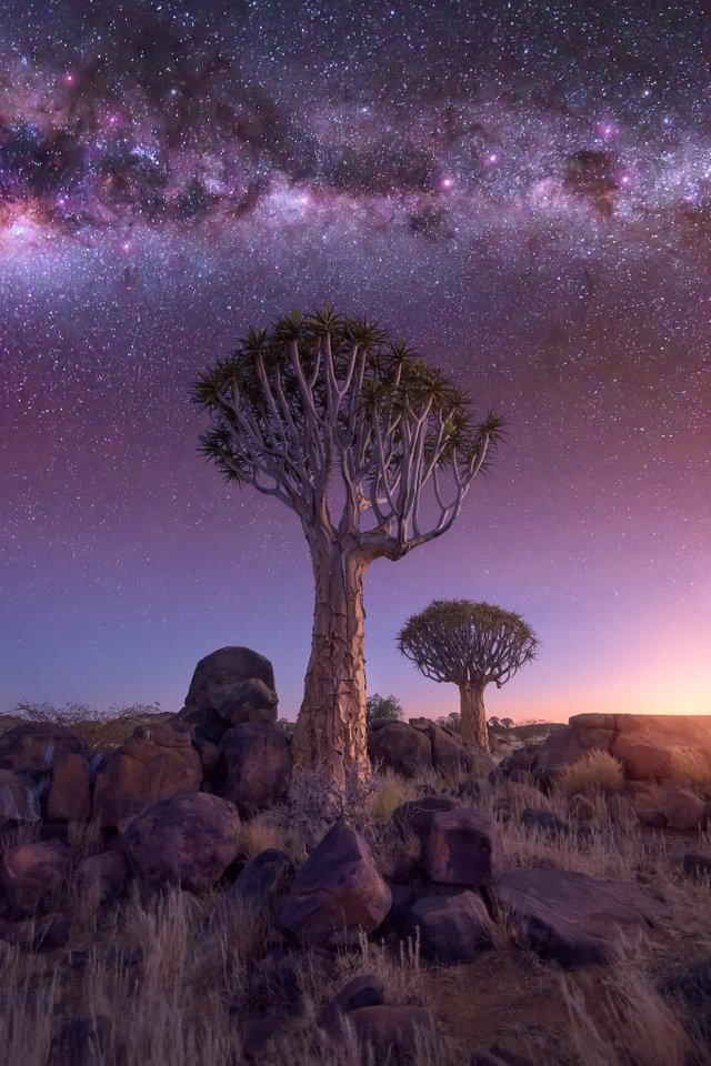 Quiver Forest under the Starry Sky, Keetmanshoop, Namibia.jpg