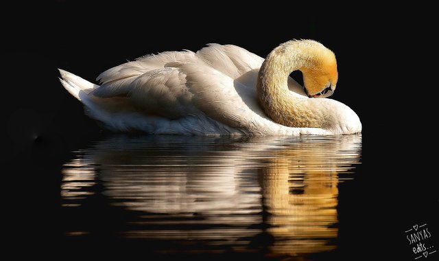 swan-3466606_1920-01.jpeg