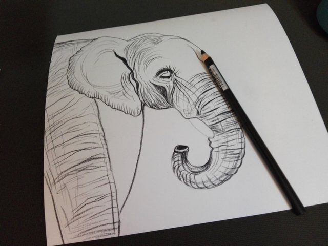 Elephant(362).jpg