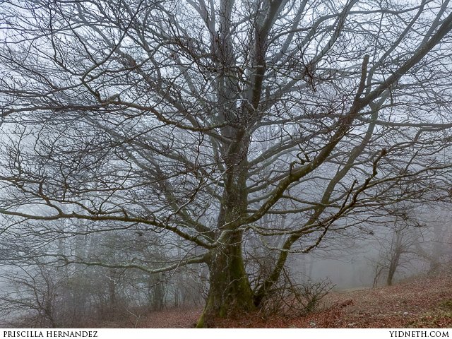 misty tree - by Priscilla Hernandez (yidneth.com).jpg