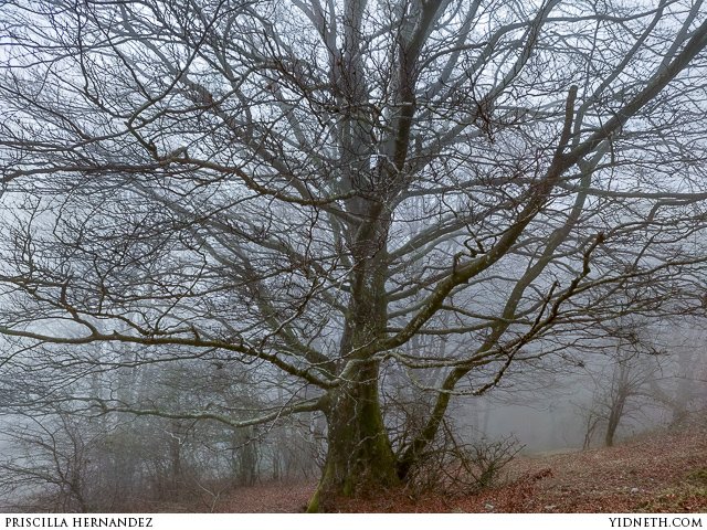 misty tree - by Priscilla Hernandez (yidneth.com).jpg