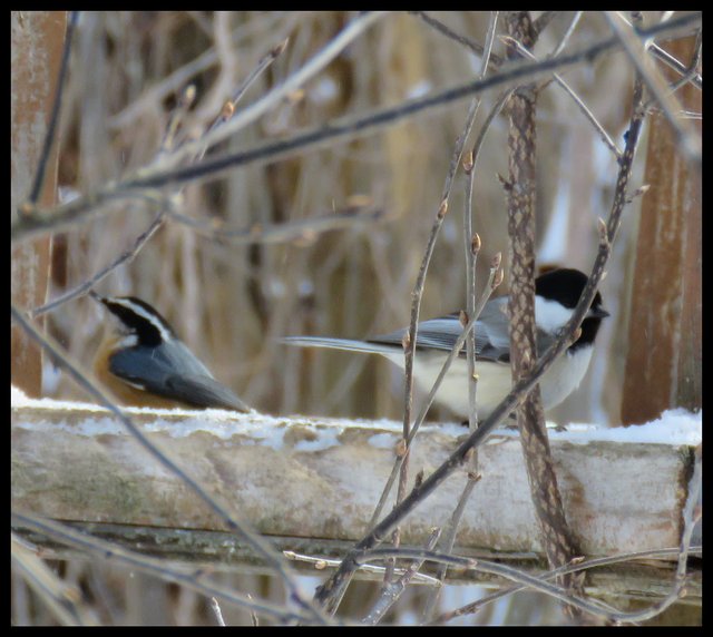 nuthatch and chickadee at feeder.JPG