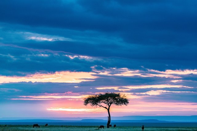 maasai-mara-7446939_1280.jpg