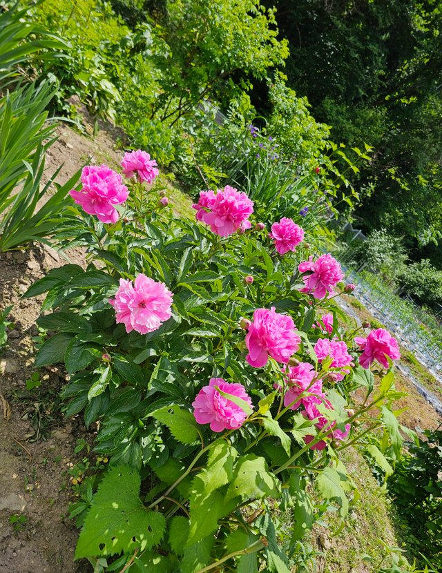 20250608_114452.jpg