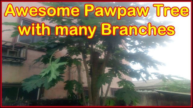 Pawpaw-tree-with-many-branches.jpg