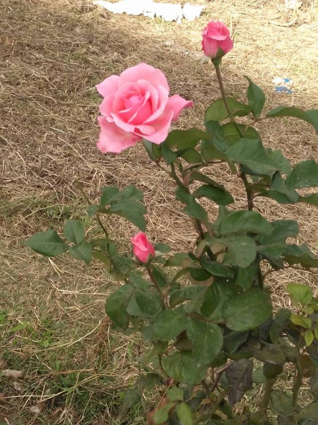 rosa beuty.jpg