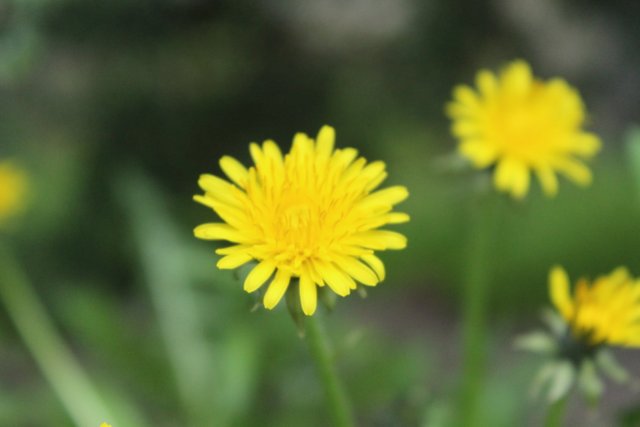 IMG_0923.JPG