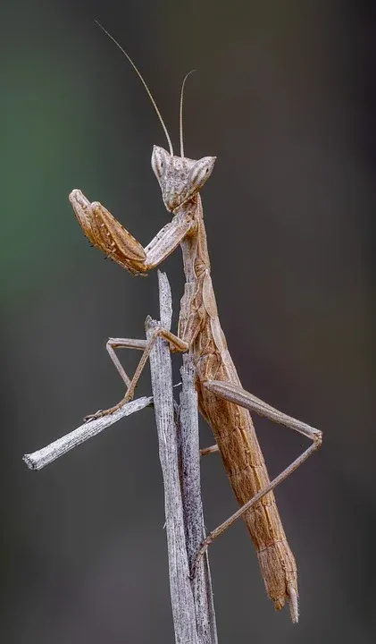 insect-9571817_960_720.webp