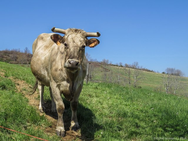 Vaca Transmontana.jpg