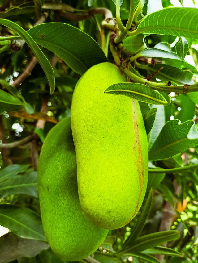 mango-7596177_1920.jpg