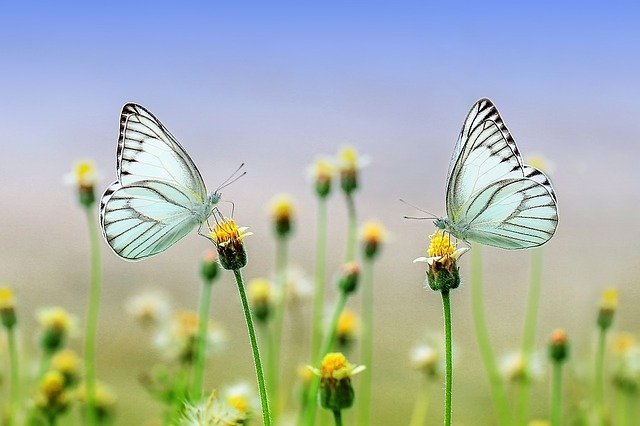 butterflies-1127666_640.jpg