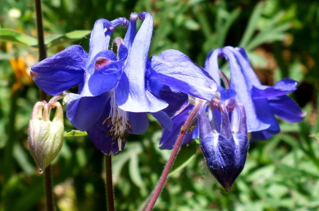 0371-Columbines.jpg