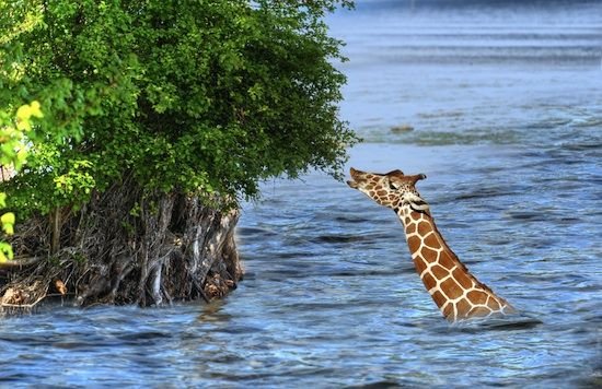 GiraffeSwimTreeHugger.jpg