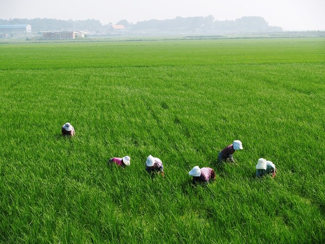 rice-paddies-75590_1280.jpg