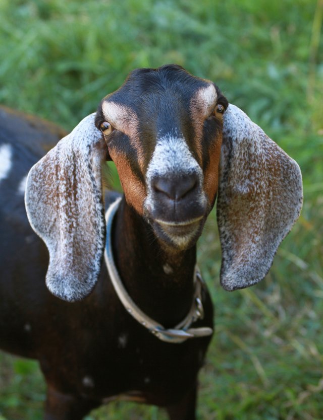Female goat Public_Domain Lisafern.jpg