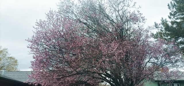 IMG_20250407_135444.jpg