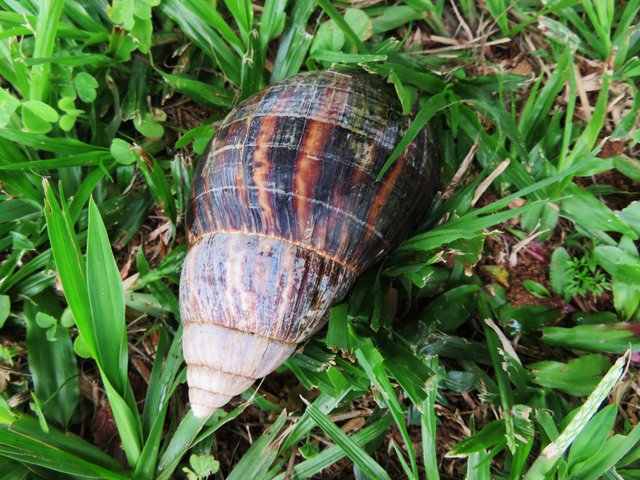 5687-Snail.JPG