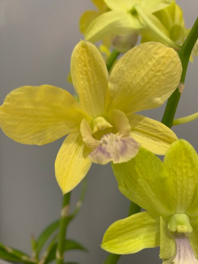 orchid10.jpg