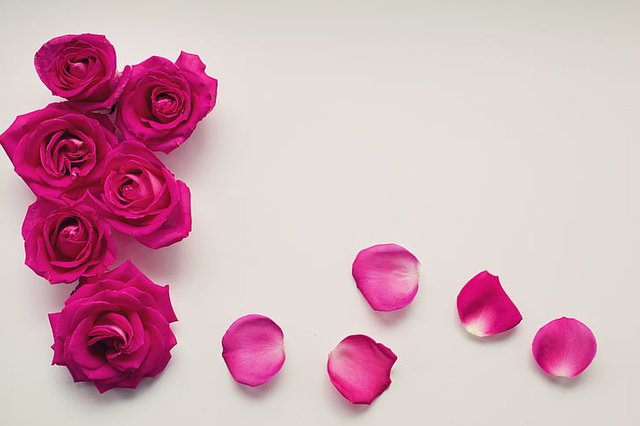 roses-petals-background-text-background-preview.jpg