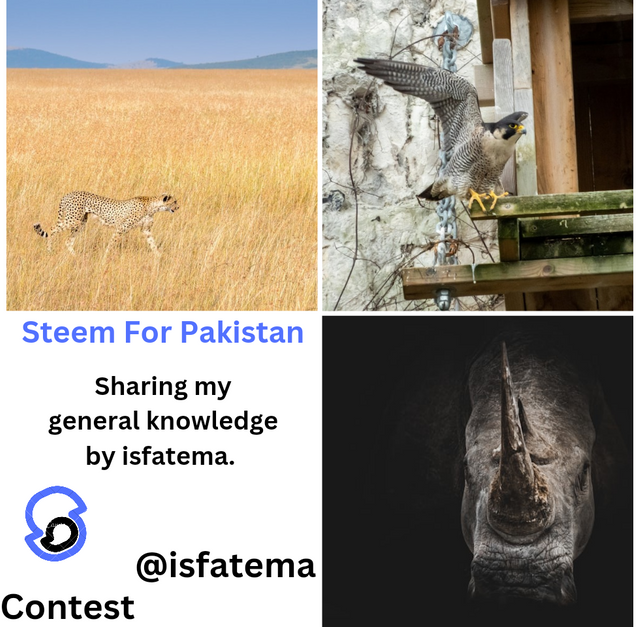 Steem For Pakistan_20240830_095756_0000.png