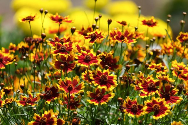 colourful-coreopsis-variety.jpg