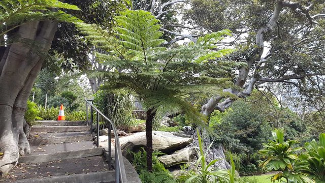 Cyathea-cooperi-2.jpg