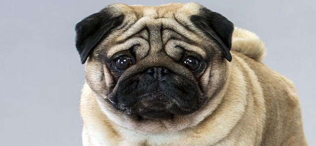 Evde Beslenebilecek Olan Kopek Cinsleri Dogs That Can Be Supplied At Home Steemit
