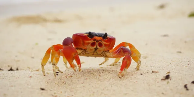 true-crabs-epic-ancient-odyssey-from-sea-to-land-and-back-again-l.webp