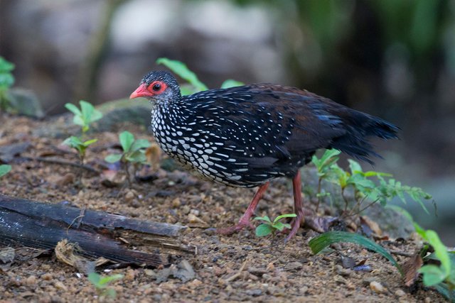 sri-lanka-spurfowl01.jpg