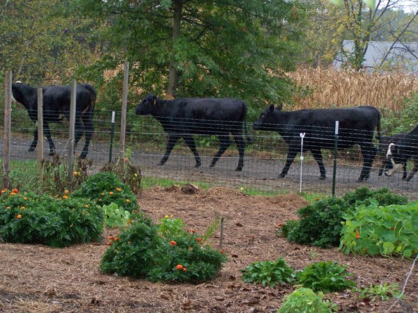 Moving cows2 crop Oct. 2018.jpg