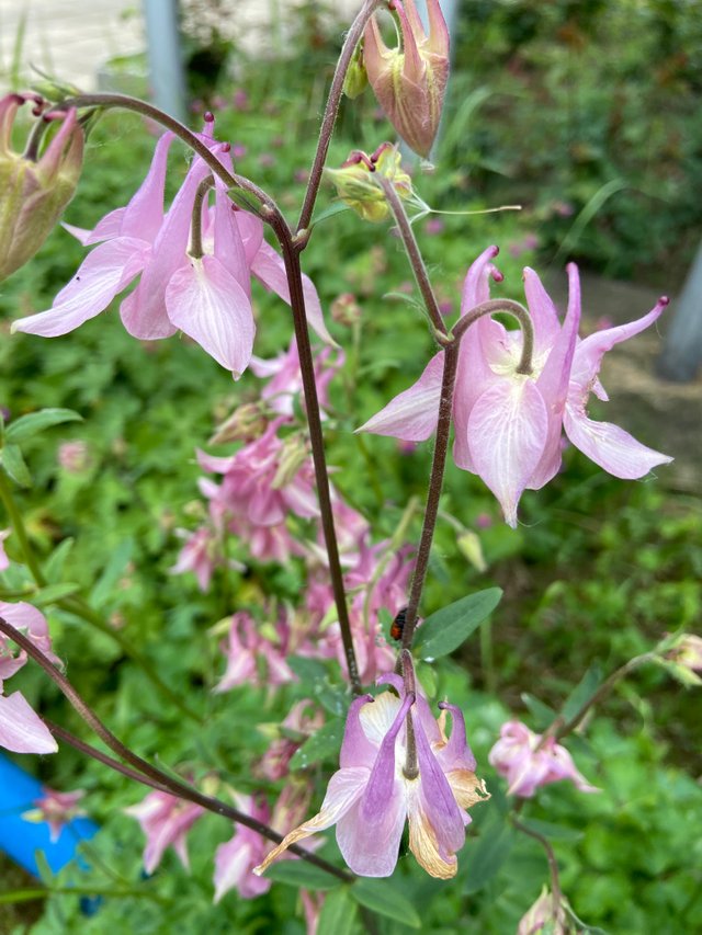 IMG7667.JPG