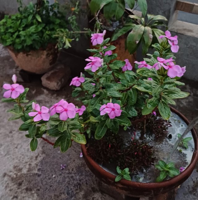 20250403_180021.jpg