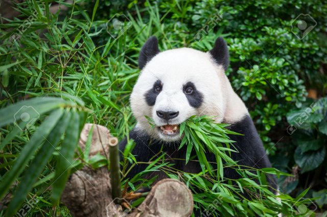 35304806-hungry-giant-panda-bear-eating-bamboo.jpg