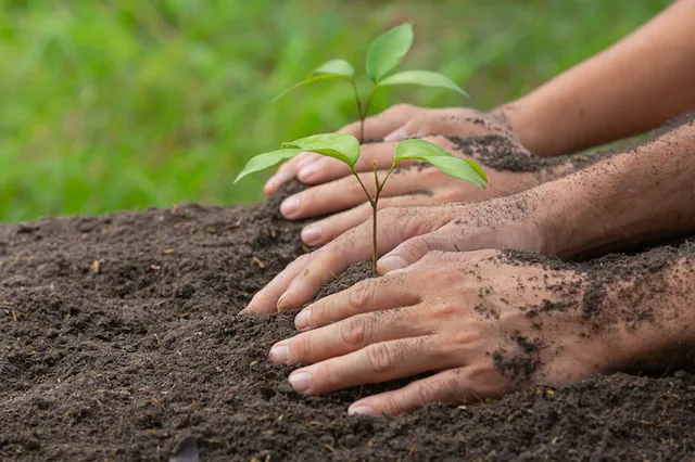 close-up-picture-hand-holding-planting-sapling-plant_1150-28360.webp