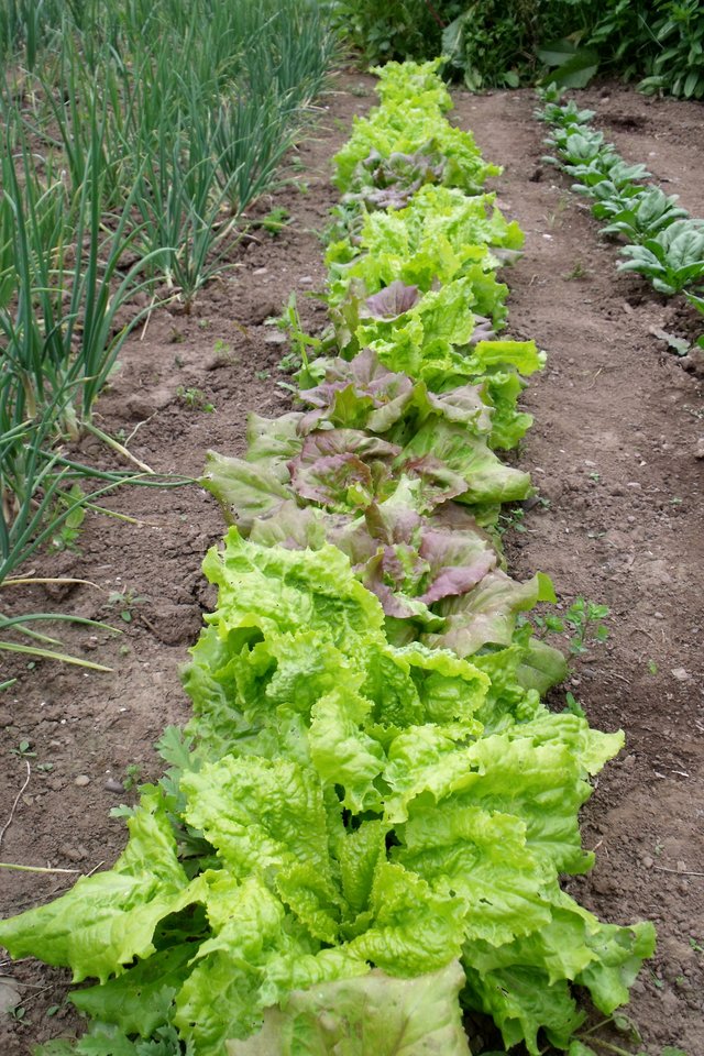 Lettuce_Spinach.jpg