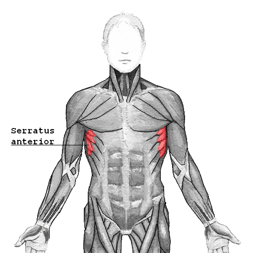 Serratus_anterior.png