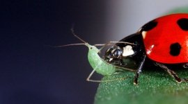 articles-pests-diseases-aphids_teaser_2.jpg