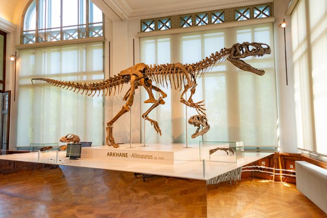 free-photo-of-dinosaur-skeleton-on-exhibition-in-museum.jpeg